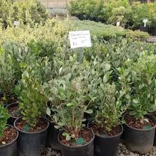Image result for Feijoa sellowiana