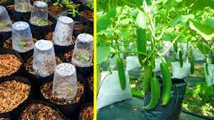 Check spelling or type a new query. Cara Menanam Mentimun Di Pot Atau Polybag Youtube