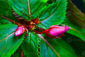 Image result for Balsaminaceae