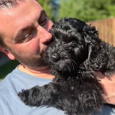 Merry Christmas from Honey! She's currently 18 weeks and our 1st  labradoodle.