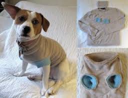 Como Hacer Ropa Para Perros Facil Y Rapido Actualizado Febrero 2022