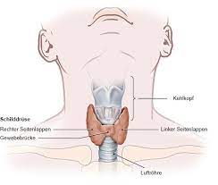 Wie Funktioniert Die Schilddruse Gesundheitsinformation De
