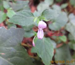 Image result for Hypoestes triflora