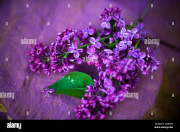 Image result for Flemingia grahamiana