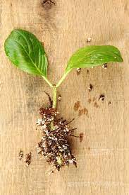 Propagate Hydrangea Cuttings 99 Success Rate Propagating Hydrangeas Planting Hydrangeas Growing Hydrangeas