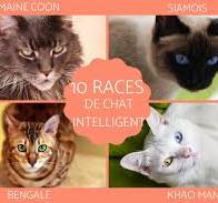 Les 10 races de CHATS les plus INTELLIGENTS - Vidéos et PHOTOS !