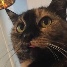 Sie macht unterm tisch, auf kratzbretter, in ihr papphaus (das sie sehr liebt) in ihr körbchen aus kratzpappe. Katze Kotet Nur Nachts Nicht Ins Klo