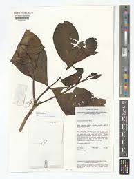 Image result for Voacanga chalotiana