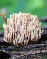 Image result for Ramaria stricta