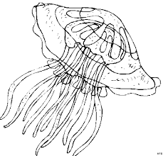 Maybe you would like to learn more about one of these? Malvorlagen Qualle Kostenlos Herunterladen