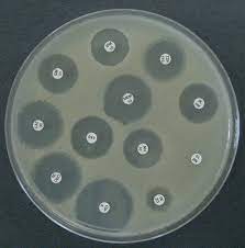 Pneumoniae, pseudomonas aeruginosa and escherichia coli, using standard protocol of disc diffusion method (ddm). Disk Diffusion An Overview Sciencedirect Topics
