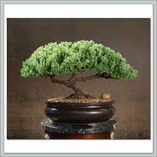 Bonsai trees beginner recommendations indoor recommendations juniper bonsai trees flowering & fruiting trees one of a kind specimens outdoor evergreen trees outdoor deciduous trees. Bonsai Trees For Sale Japanese Bonsai Tools Soil Pots Bonsai Tree Bonsai Trees For Sale Bonsai