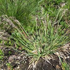 Image result for Poa schimperiana