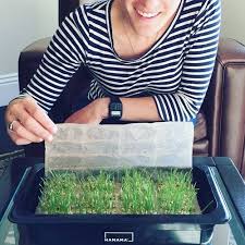 A seed tray will be used in these steps of how to grow wheatgrass at home. Hamama Blog How To Grow Wheatgrass At Home Hamama