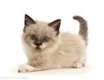 Ragdoll Cats and Kittens for sale in the UK | Pets4Homes