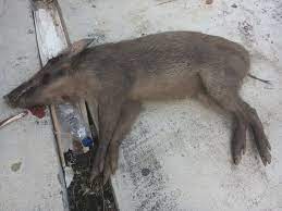 Babi ngepet tumbal part 2, babi jadi jadian, film horor indo pesugihan babi ngepet, pesugihan babi ngepet padepokan film 54, awasss ada babi ngepet beraksi ambil uang cerita horor babi ngepet. Disangka Siluman Babi Di Pangandaran Diburu Warga Sekampung
