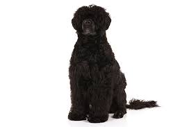 portuguese water dog dog breed information