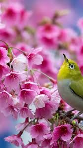 Check spelling or type a new query. Spring Flowers Android Wallpaper 2021 Android Wallpapers