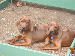 Check spelling or type a new query. Redbone Coonhound Puppy For Sale Redbone Coon Hound Puppies 9 Years Old
