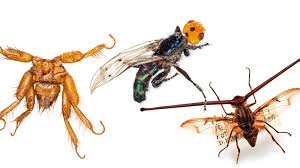 The source is likely inside your house, garage, attic or garden. Trillions Of Flies Can T All Be Bad The New York Times