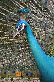 Tghari tadi aku jenjalan kat taman burung kuala lumpur (kuala lumpur bird park) ngan kengkawan aku. Taman Burung Kuala Lumpur Kl Bird Park Blogger2u
