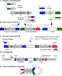 Flow Chart Showing The Ir Pcr Procedure Used To Make Rnai