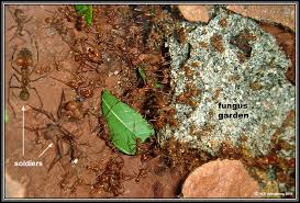 Fungus gnats are small flies that infest soil, potting mix, other container media, and other sources of organic decomposition. The Amazing Fungi