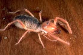 Find out truthful information about camel spiders. Top 20 Arachnids Usu