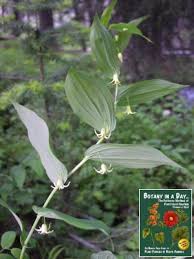 Image result for Liliaceae