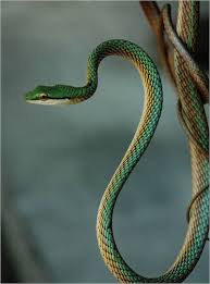 Pin On Reptiles