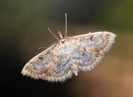 Image result for Anania perlucidalis