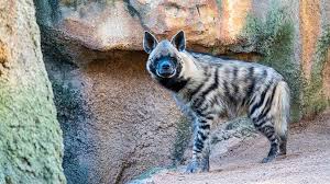 Image result for Heinsia zanzibarica