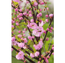 Image result for mandloň trojlaločná