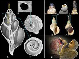 How to make a conch shell horn. First Record Of The Sound Produced By The Oldest Upper Paleolithic Seashell Horn Science Advances