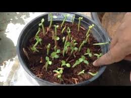 Thus, for todays episode of our. How To Grow Adenium From Seeds 90 To 100 Germination Youtube Adenium How To Grow Cactus Desert Rose Plant