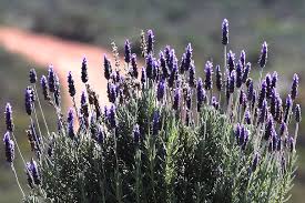 Check spelling or type a new query. Lavender Bush Nature Green Purple Plant Violet Summer Flowers Garden South Africa Pikist