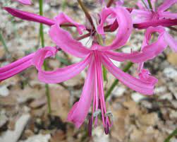 Maybe you would like to learn more about one of these? Nerine Bowdenii Wikipedia
