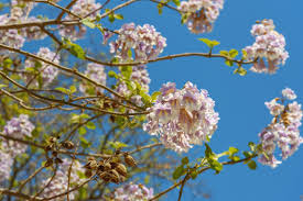 Maybe you would like to learn more about one of these? Pros Cons For Paulownia Trees