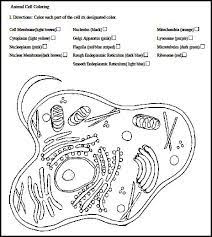 We hope these animal cell coloring worksheet key photos collection can be a guide for you, deliver you more ideas and of course bring you what you search. 39 Animal Cell Coloring Worksheet Answer Key Png Total Update
