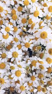 Freebies Niedliche Hintergrundbilder Blumentapete