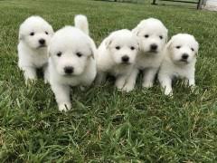 This category includes 50 large dogs which vary in what type of work they were bred for, but all of them are described similarly as robust and headstrong. The Great Pyrenees Loyal And Loving Companion With Its Family