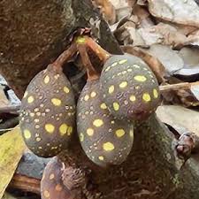 Image result for Ficus ottoniifolia