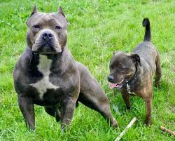 American pitbull terrier depending on bloodline are on standard? Staffordshire Bull Terrier Dog Breed Information And Images K9rl