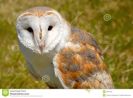 Barn owls (family tytonidae) are one of the two families of owls, the other being the true owls or typical owls, strigidae. Schliessen Sie Oben Von Der Schleiereule Tytonidae Stockbild Bild Von Majestatisch Braun 6309489