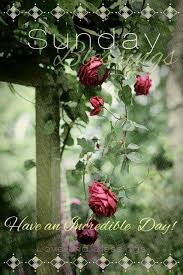 Good morning wishes and messages may make a big difference in a person's day. 780 Sunday Blessings Greetings Ideas Sunday Blessed Sunday Happy Sunday Quotes
