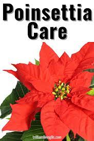 Poinsettia Plant Care Tips Trillium Living Poinsettia Care Poinsettia Plant Plant Care
