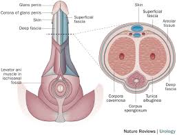 This condition is called balanitis. The Inconspicuous Penis In Children Nature Reviews Urology