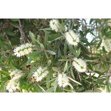 Image result for Melaleuca quinquenervia