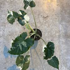 Image result for Ozoroa nitida