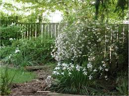 Flowering plants for sunny borders. Northwest Native Plants For The Sunny Border Osu Extension Service